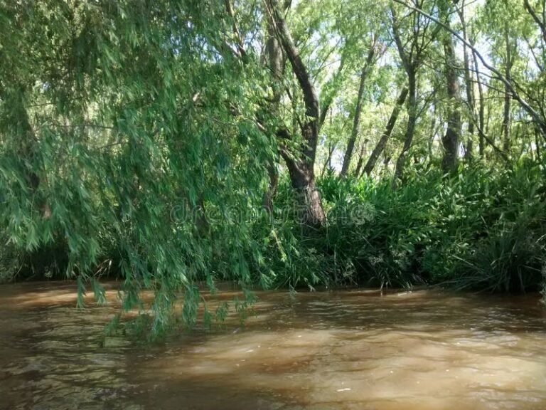 Cuáles Son Las Mejores Opciones Para Una Escapada Al Delta Tigre 7 Cuáles Son Las Mejores Opciones Para Una Escapada Al Delta Tigre